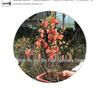 Chojukan Japanese Weeping Crabapple Bonsai Sapling for Courtyard Planting