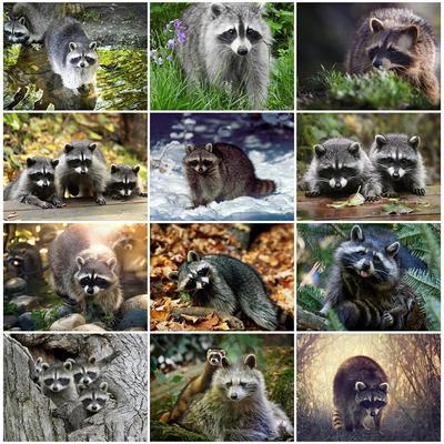 Full Drill Square Diamond Painting Animal Raccoon 5D Diamond Embroidery Cross Stitch Living Room Decoration