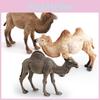 Desert Animal Pvc Figurine Twin Hump Camel Static Decor For Children Learning Play