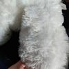 [USED] Precious Teddy Bear Stuffed Animal White