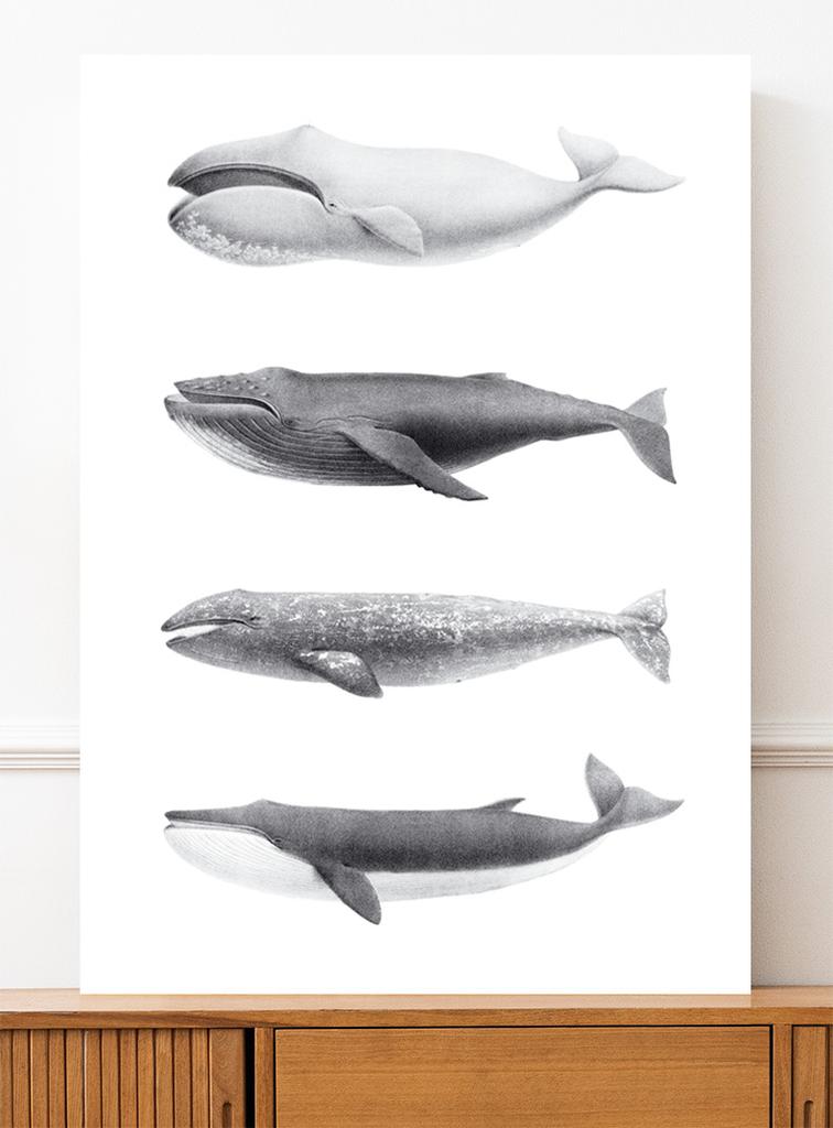 Plakat humbaki wieloryb