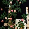 Plastic Silk Artificial Rose Vine 4 Colors Wall Decor Rattan  Home Decoration