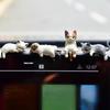 5pcs Kawaii Resin Mini Sleeping Cat Mini Figures Miniature Things Statues Dollhouse Room Home Decor Items Desk Accessories