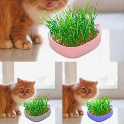 Sada na pěstování kočičí trávy ve tvaru velryby, květináč na kočičí trávu, vrstvený design, hydroponický klíček, dutý box na pěstování pro kočky