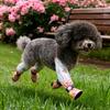 Pet Strolling Pants Dustproof Anti-Slip Dog Jumpsuit Shoes Four Leg Protection Reflective Stripe Pet Pants Adjustable Waterproof
