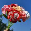 Knitted Carnation Hand-made Flower with Wool Hand Crocheting Artificial Packing Bag Home Decor