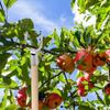 Durable Tree Support Stakes For Fragile Plant Easy Installation Metal Garden Stakes For Vine Flowers And Saplings