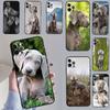Weimaraner Dog Case For OnePlus 15 13T 13 12 11 13R 12R 10R 10T 8T OnePlus Nord 5 CE 3 4 Lite N20 N30 Cover
