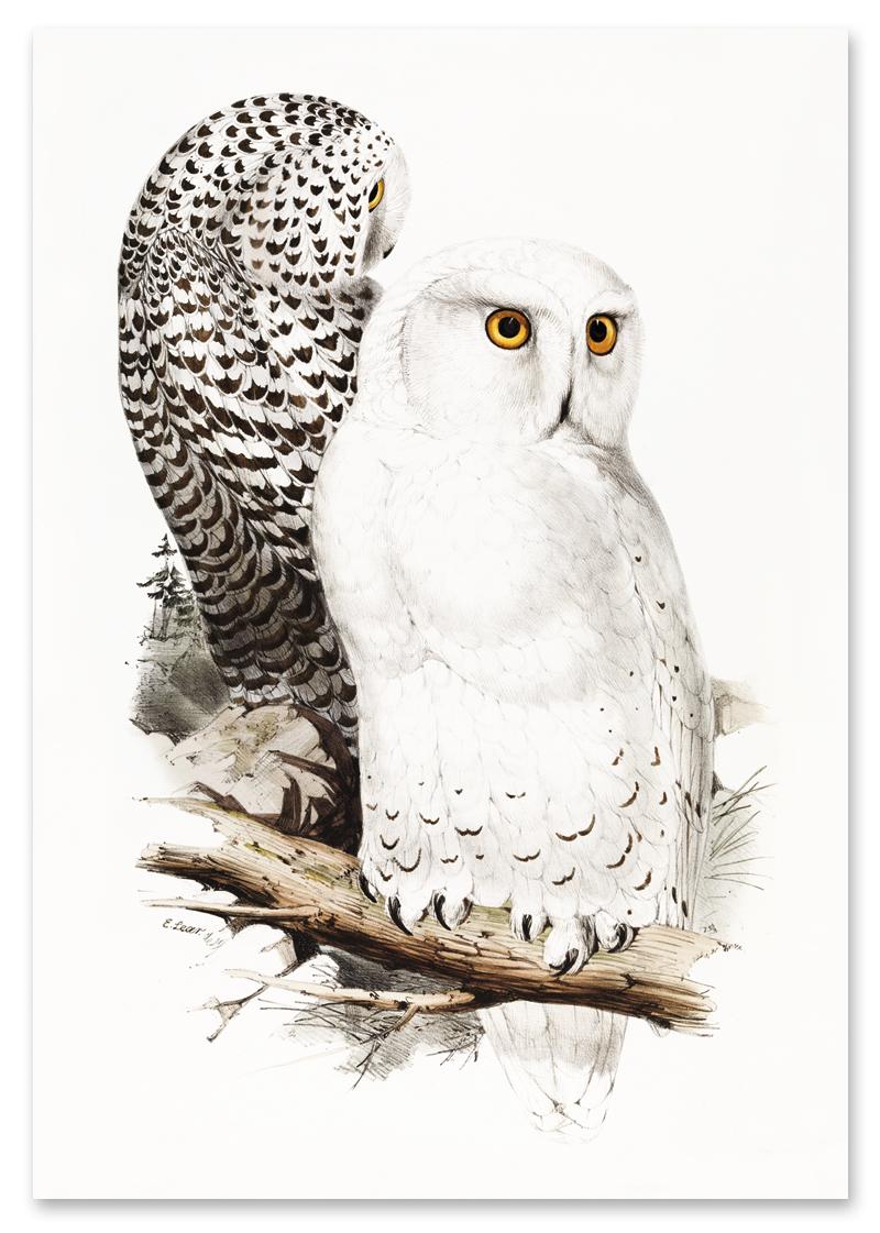 

Plakat sowa sowy vintage 30x40 cm