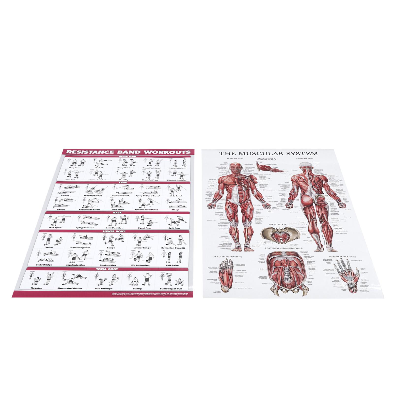 

Тренировка с эластичными лентами Набор плакатов по анатомии мышечной системы Эффективное упражнение для всего тела Четкие изображения