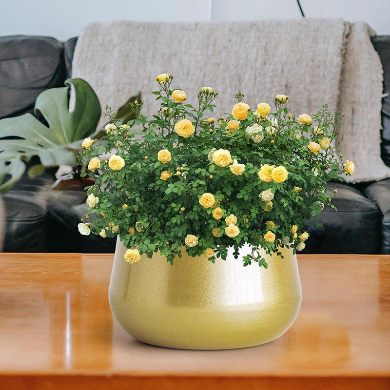 New Metal Flower Pot Household Plant Gold Pot Indoor Garden Terrace With Drainage Hole Plant Flower Pot Gold Pot