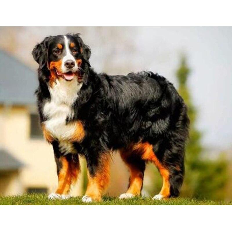 DIY 5D Diamond Painting Animal Full Square/Round Diamond Embroidery Picture Rhinestones Mosaic Dog Cross Stitch Home Decor Gift