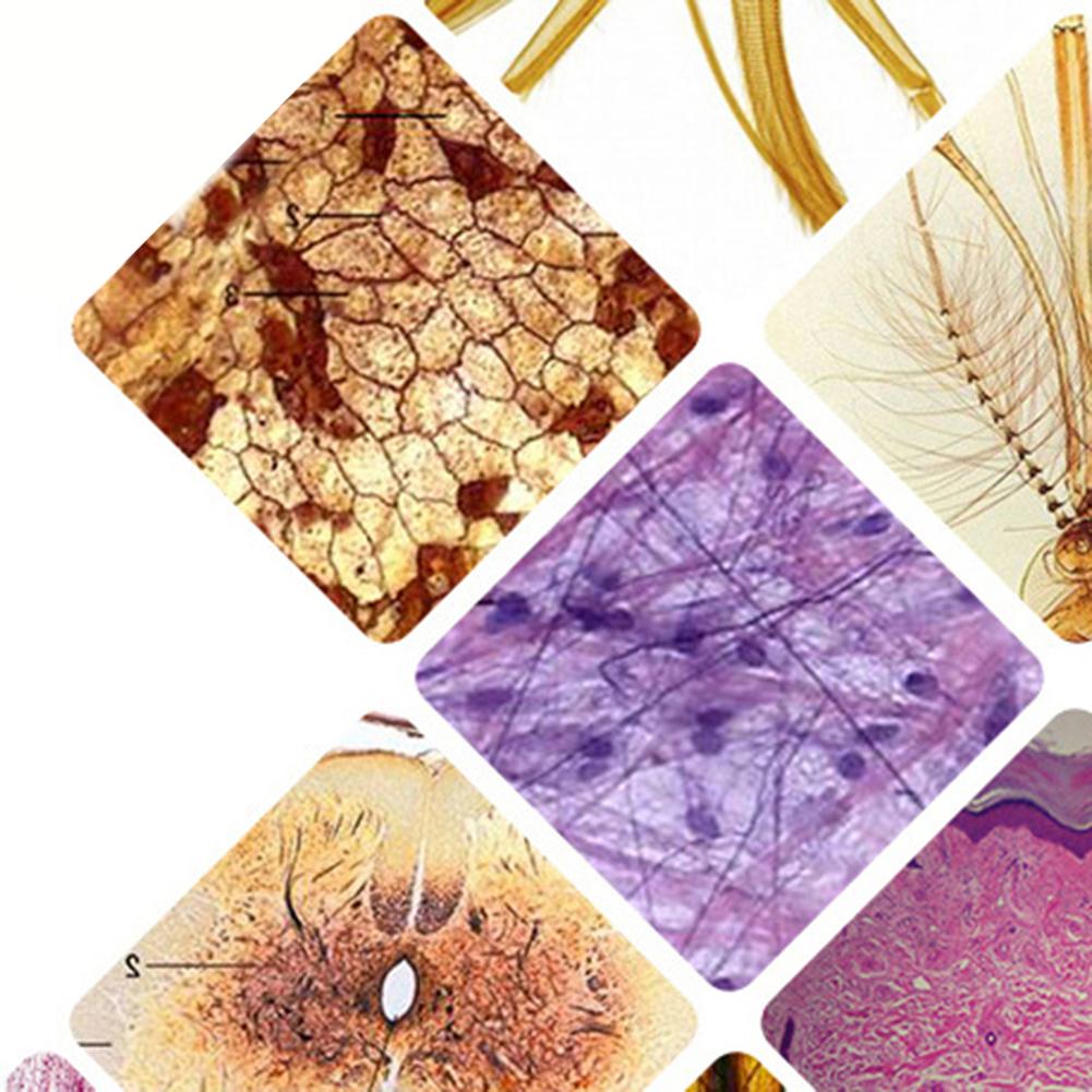 Children's Microscope Slides, Microscope Accessories Glass Preparation Slides