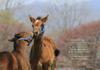 Umaletter Photo & Poem 100 Heartwarming Messages from Horse Breeding Areas