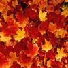 8cm Gesimuleerd Esdoornblad 100/200 stuks Bruiloft Verjaardag Locatie-indeling Thanksgiving Festival Decoratie Foto Props Tapijt Decoratie