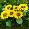 Solar Sunflower Stake Light Pathway Stake Lights with 3 Lights Outdoor Decorative Lights IP65 Waterproof for Yard Patio Pathway
