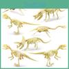 Skeleton Fossil Dinosaur Model With Plastic Material For Kids Decor Educational