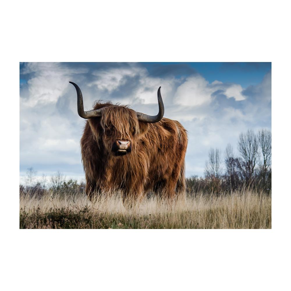 Animal Highland Cow Scottish Highland Cow Buffalo Cattle Art Posters Canvas Painting Wall Prints Pictures Living Room Home Decor
