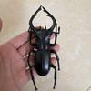 Biographical Analysis of Deer Antler Beetle and Claw Shaped Insect Beetle Gacha Simulation Animal Movable Joints Figure Toys