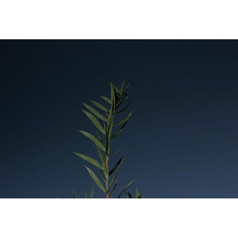 AROMATICA Tea Tree Purifying Shampoo LARGE