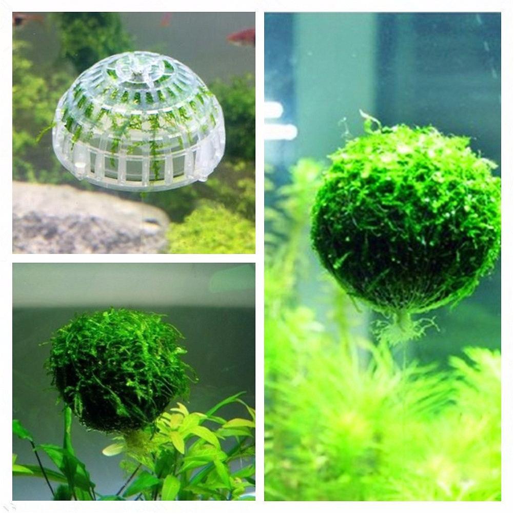 Moss Ball Filter Plastic Half Ball Moss Holder Fish Tank Decorative Ball