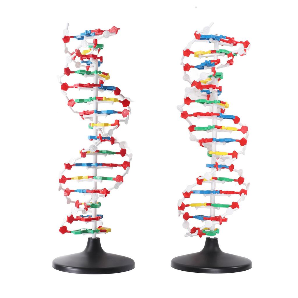 DNA Structure Model Plastic Educational DNA Double Helix Model Teaching Equipment