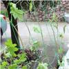 Reusable Climbing Vine Net 2x100 M Vegetable Trellis New Plant Climbing Net  Pond Pool Protection