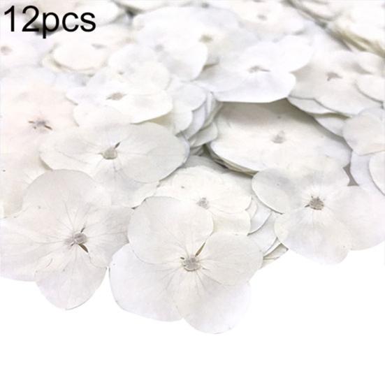 12Pcs Pressed Dried Epoxy Flower Plant Specimen Decor Resin Phone DIY