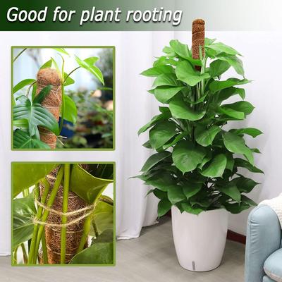 Bahçe ve Çevre Düzenlemesi – Bitki desteği