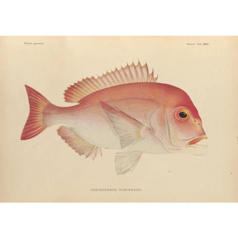 

Fish Metal Wall Art, Oceanic Interior Poster Sign