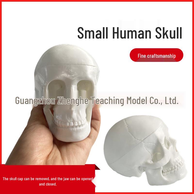 Realistic Colored Human Skull Model - Artfully Painted Cranium