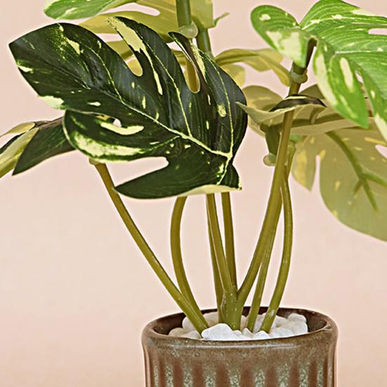 Mini Květináčová Monstera Panenka Sídlo Rostlina 0,0458333333333333 Měřítko Miniaturní Rostlina Monstera