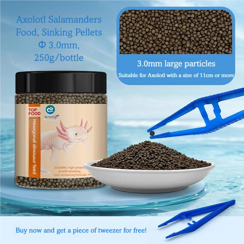 Axolotl Salamanders Food Ambystoma Mexicanum Ground
