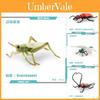 Realistic Pvc Insect Model Set Including Rhinoceros Beetle And Dragonfly For Decoration