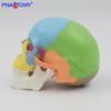 Modelo de Caveira Mini Colorido, Destacável em 3 Partes, Referência Anatômica para Arte/Ensino, Esqueleto Portátil