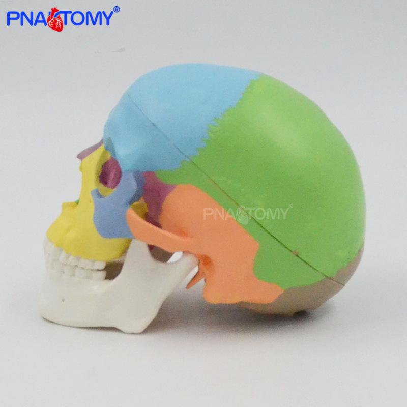 Modelo de Caveira Mini Colorido, Destacável em 3 Partes, Referência Anatômica para Arte/Ensino, Esqueleto Portátil