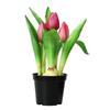 Tulip Bonsai Home Interior Decoration Project Green Plant Flower Pot Simulation Plant Wall False Flower