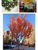 Artificial Red Maple, Ginkgo, Birch, Banyan, Elm Leaves for Landscaping
