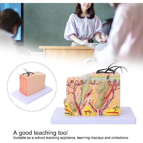 Skin Model, 35X Enlarged Skin Anatomical Model 3D Skin Layers Anatomy Model Human Skin Structure Anatomical Model for Science Classroom Study Display
