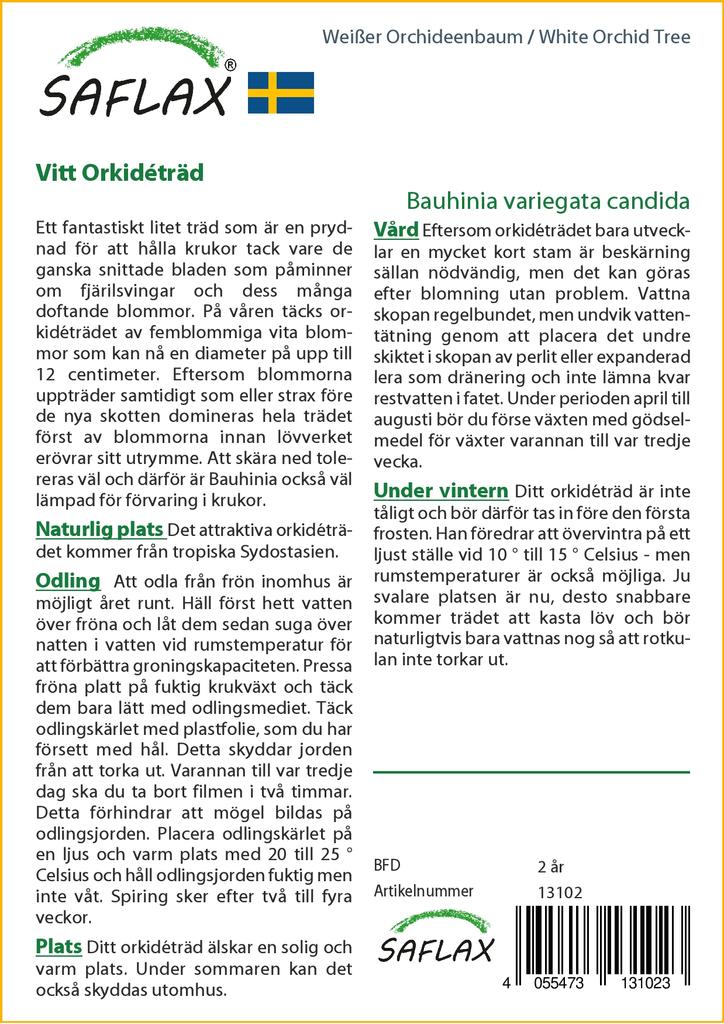 SAFLAX Arborele de orhidee albă - 5 semințe - Bauhinia variegata candida