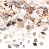 40g/bag Sea Shell Beads Tiny Conch Beads Undrilled Natural Shell Beads For Jewelry Making DIY Crafts Ornament Home Decoration