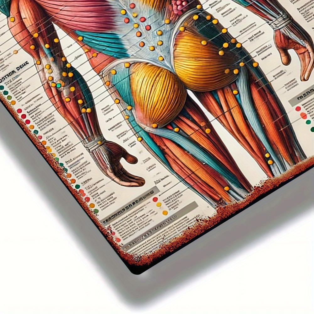 Akupunktur-Chart 20x30 cm - Menschliches Anatomie-Poster mit Triggerpunkten Meridianen, Langlebige Metall-Wandkunst für Akupunkteure Ther