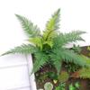 Artificial Persian Fern Leaf Plastic Plants Fake Flower Hotel Decorative Simulation Persians Leaves Green Plant Study Decoration