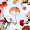 8 Designs Plant Flower Mushroom Ginkgo Pet Deco Diary Stickers Scrapbooking Planner Decorative Stationery Stickers Transparent