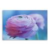 Canvastavlor Peony Flower Nature