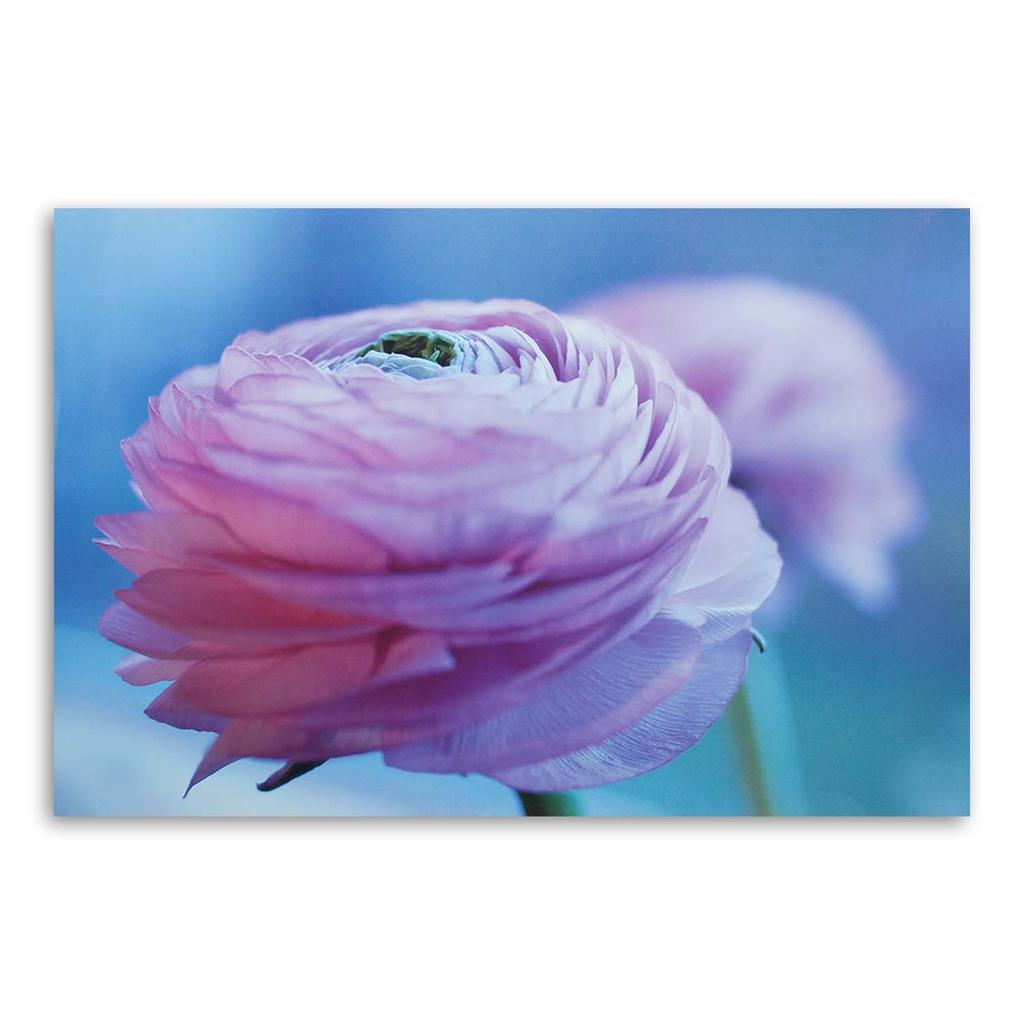 Canvastavlor Peony Flower Nature