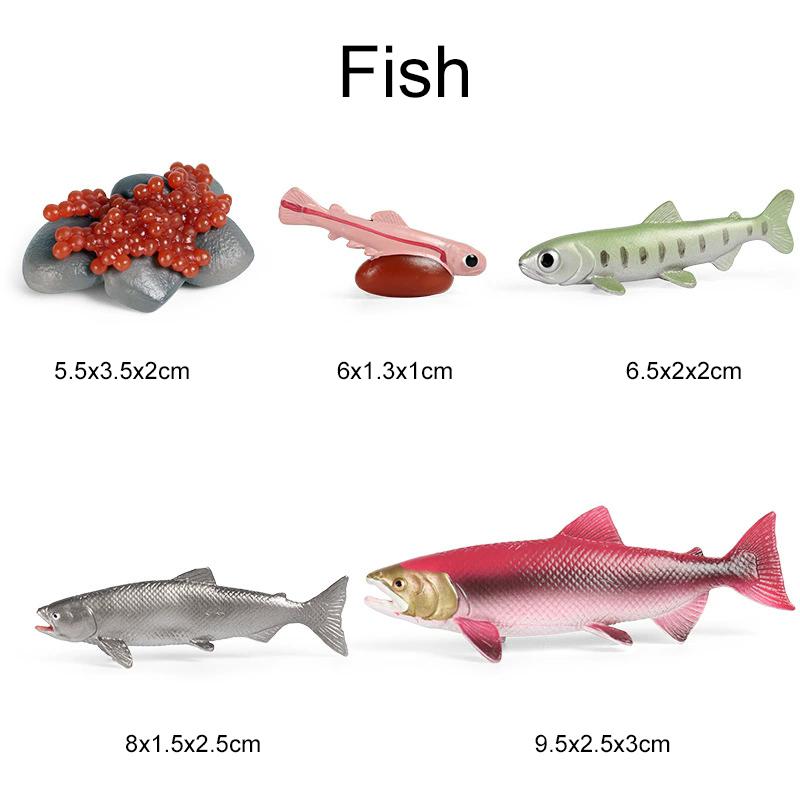 Mini Animal Life Cycle Home Desktop Decoration Biomimetic Plant Animal Growth Cycle Model Set School Biology Teaching Tools TMZ