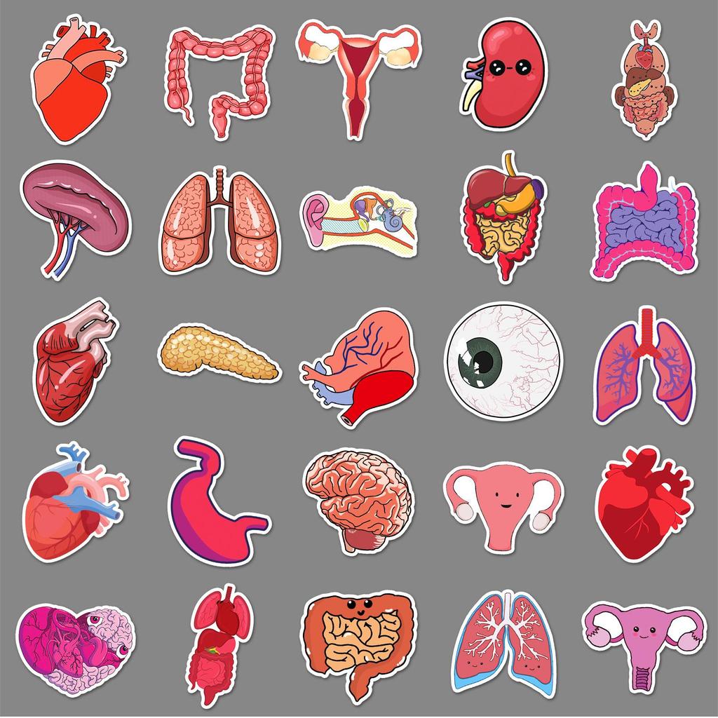50 Human Organ Doodle Stickers for Decorating Phone Cases & Suitcases