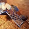 Rooster Ornament Shelf & Chicken Coop Feeder Platform