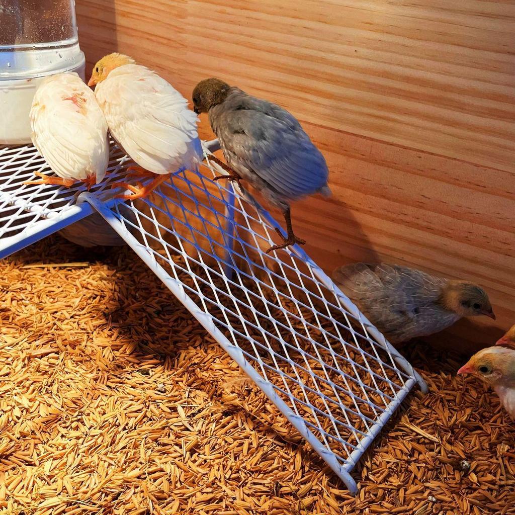 Rooster Ornament Shelf & Chicken Coop Feeder Platform